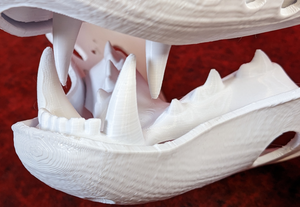 Medium Omnivore Realistic Style Jawset