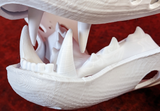 Medium Omnivore Realistic Style Jawset