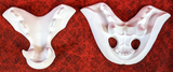 Medium Omnivore Realistic Style Jawset