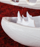 Small Alligator Realistic Style Jawset