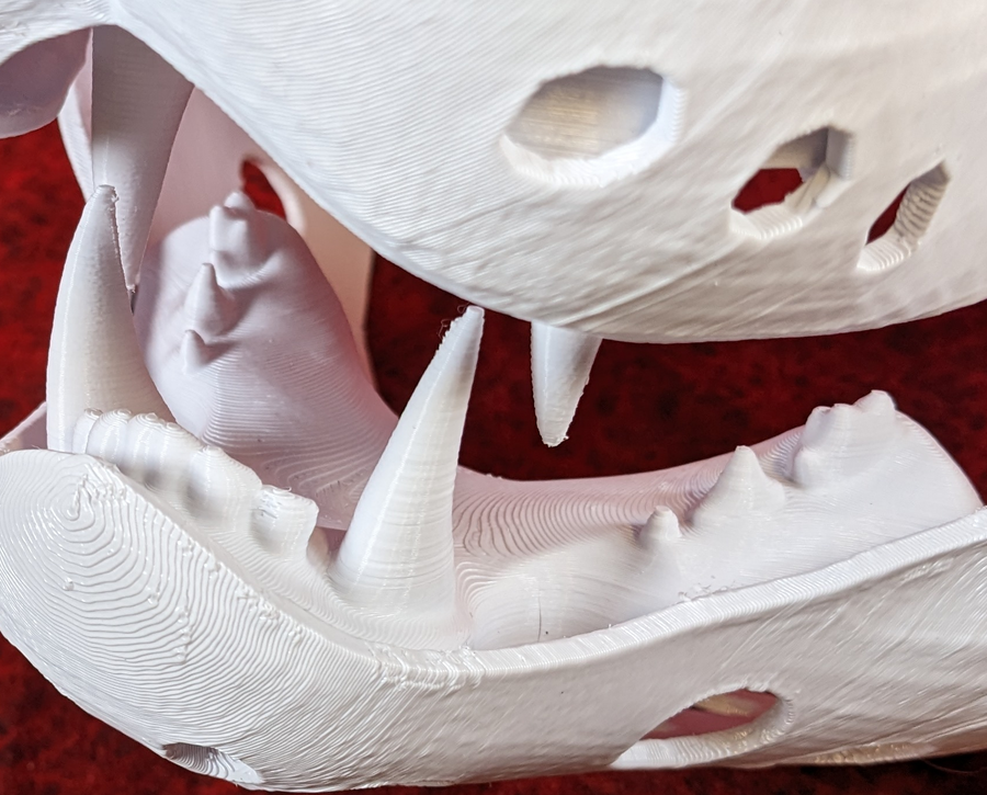 Medium Omnivore Realistic Style Jawset