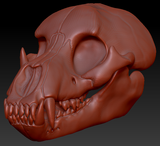 Bear Skull