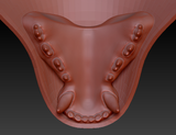 Medium Omnivore Realistic Style Jawset