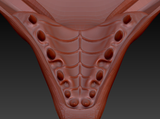 Medium Wyvern Jawset