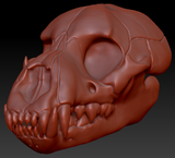 Hyena Skull