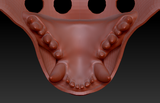 Medium Hyena Realistic Style Jawset