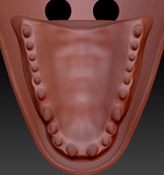 Medium Alligator Realistic Style Jawset