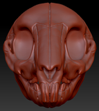 Bunny/Rodent Skull