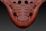 Medium Hyena Realistic Style Jawset