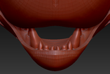 Medium Carnivore Realistic Style Jawset