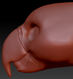 Gender Neutral Macaw Parrot Static Jaw Head Base
