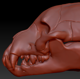Hyena Skull