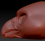 Feminine Falcon Static Jaw Head Base