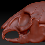 Bunny/Rodent Skull
