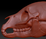 Equine Skull