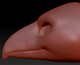 Gender Neutral Toucan Head Base