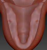 Large Shark Palate