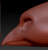 Feminine Blue Jay Head Base