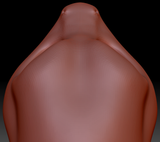 Western Kemono Anole Lizard Static Jaw Head Base