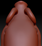Realistic Pig Head Base Complex Variant 1