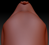Feminine Leaf-nosed Bat Head Base