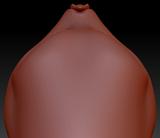 Western Kemono Leaf-nosed Bat Head Base