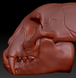 Small Feline Skull