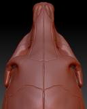 Equine Skull