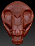 Equine Skull