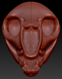 Bovine/Cervine Skull
