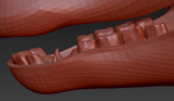 Large Horse Jawset Realistic Style 2