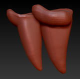 Small Saber Teeth