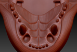 Large Feline Realistic Style Jawset