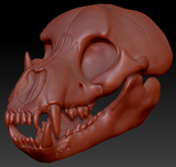 Bear Skull