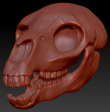 Equine Skull