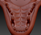 Medium Dragon Jawset