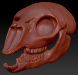 Bovine/Cervine Skull