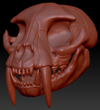 Small Saber Feline Skull