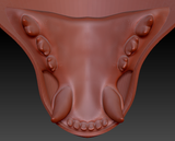 Medium Feline Realistic Style Jawset