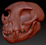 Small Feline Skull