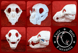 Bear Skull