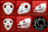 Bovine/Cervine Skull