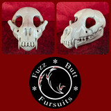 Canine Skull