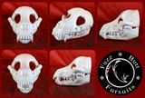 Canine Skull