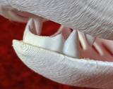 Mini Simple Carnivore Jawset