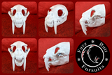 Large Saber Feline Skull