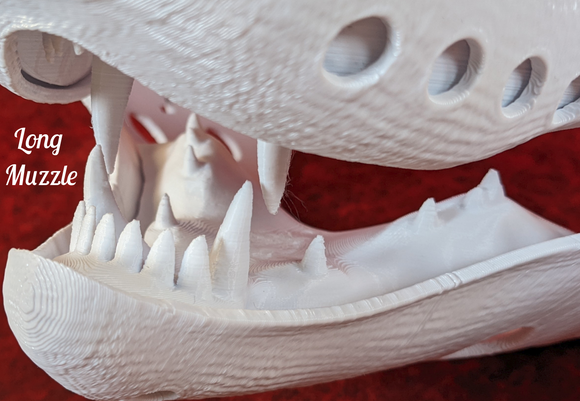 Medium Angel Dragon Jawset