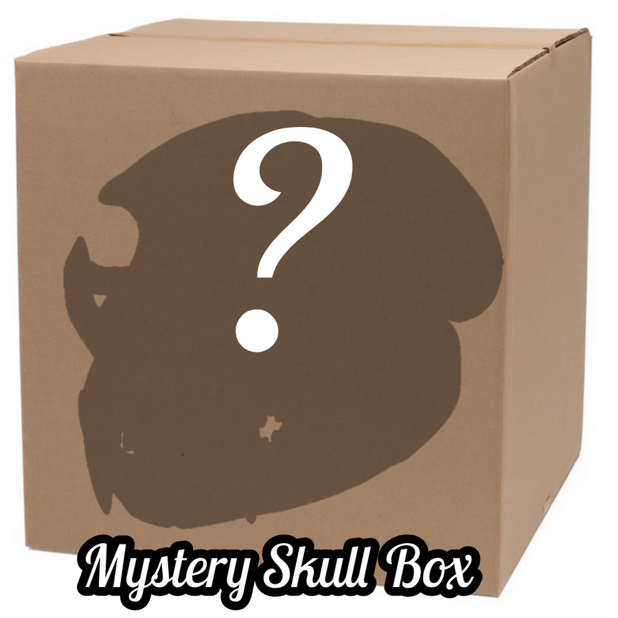 Mystery Skull Box