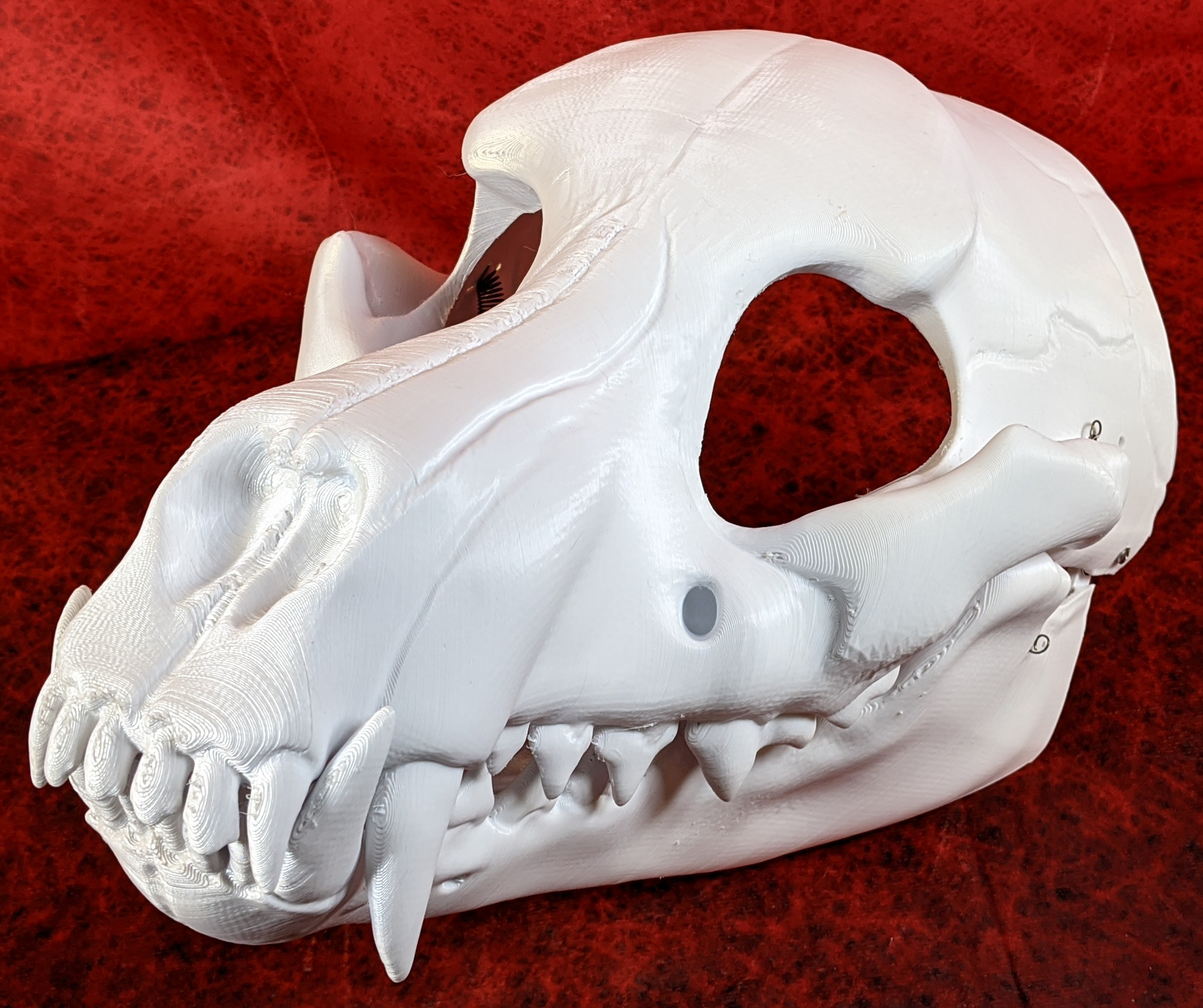 Canine Skull · FuzzButt Fursuits