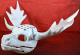 Gender Neutral Bull Head Base Complex Variant 1